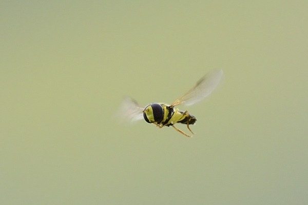 Dittero in volo: Xanthogramma sp. (Syrphidae)